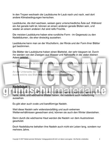 Bäume-Text-zur-Präsentation-4.pdf